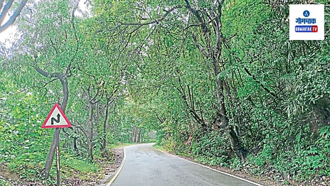 Sattari News: जुनी, मोडकळीस आलेली झाडे त्वरित हटवावी, अशी वाहनचालकांची मागणी 