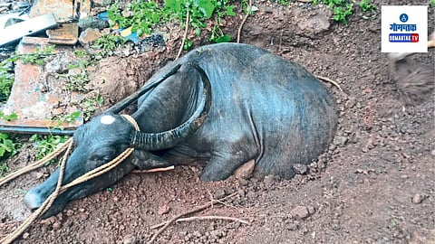 Goa Rain: गावकरवाडा-सुर्ल येथे एका डबक्यात बैल तर अन्य एका घटनेत दलदलीत म्हैस अडकली
