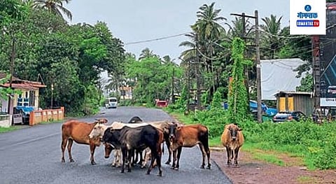 Stray Cattle  on Road
