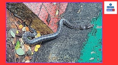 Indian Python At Goa: स्कूटरच्या हेडलाईटच्या जागेत अजगर बसला होता