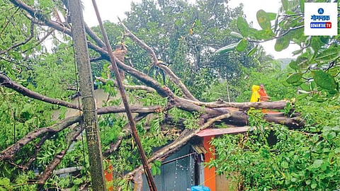 Tree Collapses At Mardol: गुलमोहरचे भले मोठे झाड अचानकपणे घरावर पडल्याने घराची मोठी हानी झाली आहे