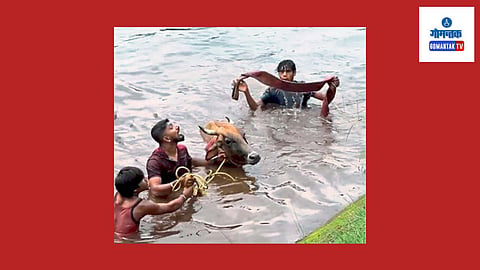 Quepem Canal Incident: दोन दिवस पाण्यात पडलेली एक गाय आपला जीव वाचवण्यासाठी धडपड करीत होती