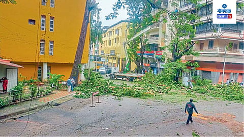 Dangerous Trees At Panjim: महानगरपालिकेने दोन पथके झाडांच्या फांद्या कापण्यासाठी आणि धोकादायक झाडे हटविण्यासाठी नेमली आहेत