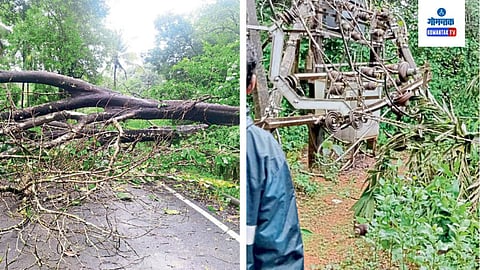 Trees And Light Poles Collapsed At Sattari: मध्यरात्रीपासून सुमारे ४६ ठिकाणी झाडांची पडझड झाली