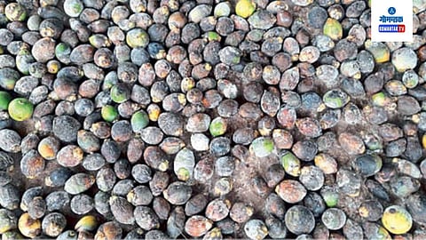 Areca Nut 
