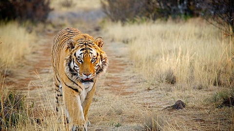 Mhadei Tiger Reserve Update: राष्ट्रीय व्याघ्र संवर्धन प्राधिकरणाने गोवा सरकारला शास्त्रीय पुराव्यांच्या आधारे‌ म्हादई अभयारण्य व्याघ्र प्रकल्प म्हणून घोषित करण्याची विनंती केली आहे, असे सर्वोच्च न्यायालयात सादर केलेल्या प्रतिज्ञापत्रात नमूद केले आहे.