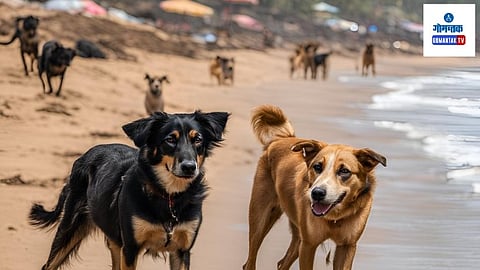 Stray Dogs Attacks Goa 