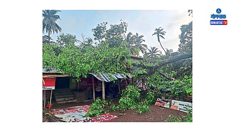 Tree collapses At Quepem: केपेत बऱ्याच ठिकाणी झाडे मोडून पडल्याने लोकांचे नुकसान झाले आहे