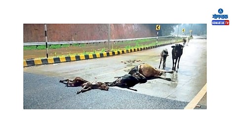 Goa Accident: अपघातानंतर अज्ञात वाहनचालकाने अपघात स्थळावरून वाहनासह पलायन केले