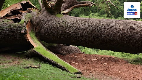 Tree Collapsed At Goa: झाड पडले त्यावेळी कोणतेही वाहन नसल्याने मोठा अनर्थ टळला