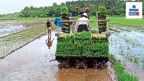 Mayem Farmer Transplanting Project: ट्रान्सप्लांटेशन म्हणजे तयार झालेल्या तरव्याची यंत्राद्वारे लागवड करण्यात येते