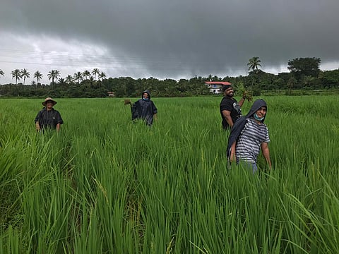 भातशेती हा गोवन संस्कृतीचा अविभाज्य भाग आहे