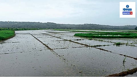 Bardez Rain: जवळपास २५० हेक्टर भातशेती पाण्याखाली गेली आहे; सर्व्हे करण्यास सुरवात
