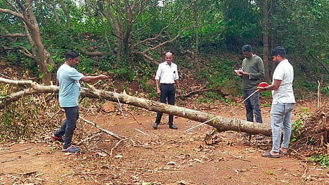 झाडांची बेसुमार कत्तल करुन डोंगरकापणी; धारबांदोड्यात तिसरी घटना उघडकीस, दोघांवर गुन्हा
