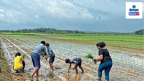 Rice Farming by Students