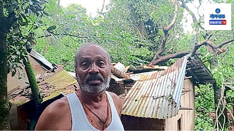 Arambol Tree Fell: खालचावाडा भागात आणखीन तीन-चार वृक्ष धोकादायक स्थितीत आहेत