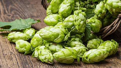 World’s Most Expensive Vegetable: ‘ही’ आहे जगातील सर्वात महागडी भाजी, किंमत ऐकून बसेल धक्का?