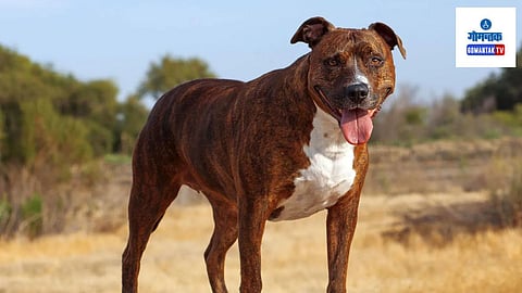 Dog Owners: यापुढे एखादा व्यक्ती कुत्रा पाळत असेल आणि त्या कुत्र्यांमुळे मानव किंवा प्राण्यांना इजा झाल्यास त्याची संपूर्ण जबाबदारी मालकाची असेल