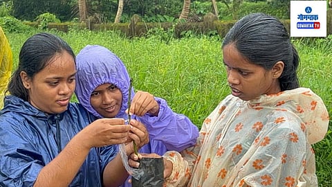 आंब्यांच्या झाडाचे कलम कसे करावे? गोवा कृषी महाविद्यालयाच्या विद्यार्थिनींनी घेतले प्रात्यक्षिक