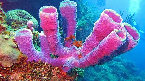 Ocean Sponges: पृथ्वीवर 'या' पहिल्या जीवानं प्रजननासाठी बनवलं शरीर संबंध; काय घडलं होतं 200 कोटीवर्षांपूर्वी?  