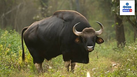 Goa Bison news