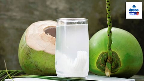 World Coconut Day 2024: गोव्यातील नागरिक इतर पिकापेक्षा माड लागवडीवर अधिक भर देतात, कारण नारळ हमखास मिळतील याची खात्री असते