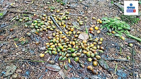 Betel Nut: मोठ्या प्रमाणात फळे झडून पडत आहेत त्यामुळे बागायतदारांचे मोठे नुकसान होण्याची शक्यता आहे