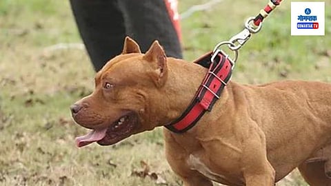 Anjuna Pitbull Attack: सात वर्षीय मुलाचा चावा घेऊन जीव घेतलेल्या पीटबुल कुत्र्याचा श्वानांची काळजी घेणाऱ्या एका खासगी स्वयंसेवी संस्थेमध्ये मृत्यू झाला
