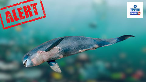 Sea Pollution: ही समस्‍या दूर करण्‍यासाठी सरकार आणि वन्‍य विभाग काय कारवाई करतो याकडे सर्वांचे लक्ष लागून राहिले आहे