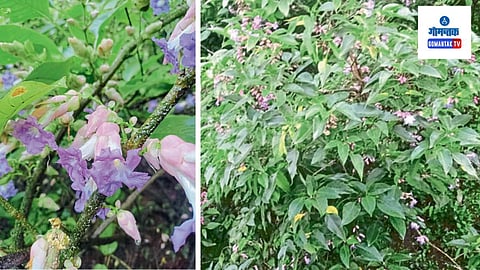 Karvi Flowers: स्ट्रोबीलेन्थस केंलोसस या नावाची ही कारवीची प्रजाती दर सात वर्षांच्या प्रदीर्घ कालखंडानंतर सह्याद्रीच्या पर्वत रांगात आणि त्यांच्या संलग्न प्रदेशात फुलायला लागते