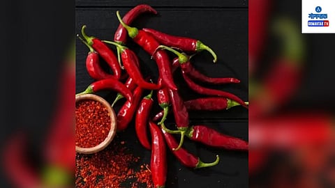 Khola Mirachi: प्राधिकऱणाने खोला मिरचीला शेतकरी वनस्पती विविधता म्हणून घोषित केले आहे, अशी नोंदणीकृत होणारी राज्यातील ही पहिली शेतकरी वनस्पती 