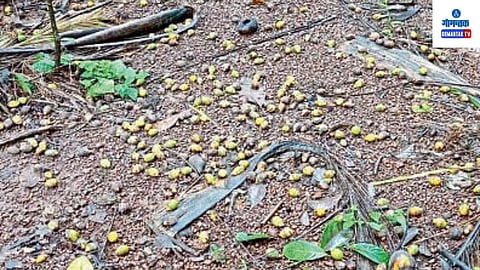 Betel Nut Farms: पावसामुळे वेळीच औषध फवारणी करता न आल्यामुळे बुरशीमुळे मोठ्या प्रमाणात सुपारी गळून पडली आहे, त्यामुळे  लाखो रुपयांचे नुकसान झाले आहे