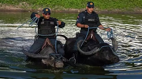 Police Patrol Brazil Island on Water Buffalos: 'या' देशात पोलिस चक्क रेड्यावरुन घालतात गस्त; कारण जाणून तुम्हीही म्हणाल...