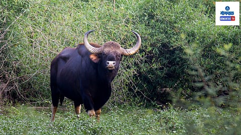 Pali Surla: पाळीतील तळेमाथा तसेच सुर्ल परिसरातील वागूस भागात हा गवा अनेकांना दिसल्यामुळे या गव्याचा त्वरित बंदोबस्त करावा, अशी जोरदार मागणी करण्यात येत आहे