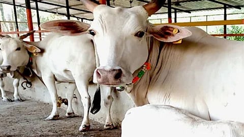 Goa Shweta Kapila Cow: माळरानावरचे मौसमी गवत आणि पालापाचोळा खाऊन पौष्टिक आणि औषधी गुणधर्मयुक्त दूध देणाऱ्या आपल्या गोमातेस आम्ही बेघर केले आहे. ‘श्वेतकपिला’ ही गाय गोव्याचा गोवंश म्हणून अधिकृतरीत्या शिक्कामोर्तब करण्यात आली आहे. 