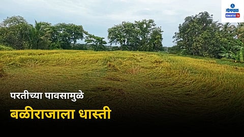 Goa Rain: पाऊस मित्र की शत्रू, असा प्रश्‍न आता बळीराजाला पडला आहे. जेव्हा भातशेतीला सुरवात केली तेव्हा पावसामुळे तरवा कुजून गेला. त्यानंतर शेतकऱ्यांनी परत लागवड केली. मात्र, आता जेव्हा भातशेती कापणीला आल्यानंतर परतीचा पाऊस काळ बनून बरसत आहे. 