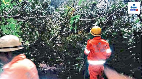Tree Collapses At Bordem: वाऱ्यासह पडलेल्या पावसाच्या तडाख्यात डिचोलीत जिवंत वीजवाहिन्यांवर आंब्याची भलीमोठी फांदी कोसळली. अग्निशमन दल आणि वीज खात्याच्या कर्मचाऱ्यांनी वेळीच मदतकार्य केल्याने संभाव्य अनर्थ टळला. 