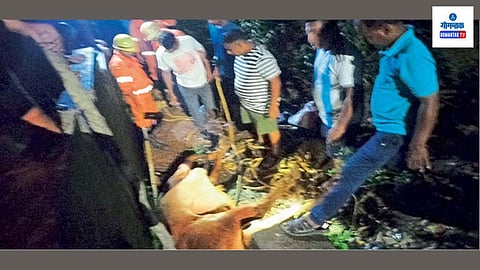 Bull Stuck in Drain in Masorde Sattari