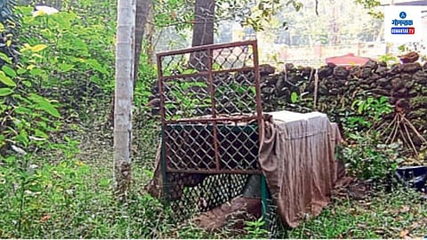 Leopard in Goa