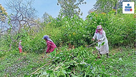 Cashew plantation farming Goa