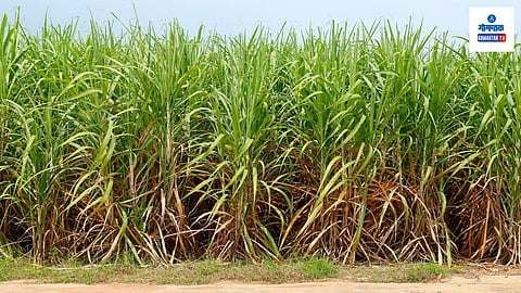 Sugarcane Farm