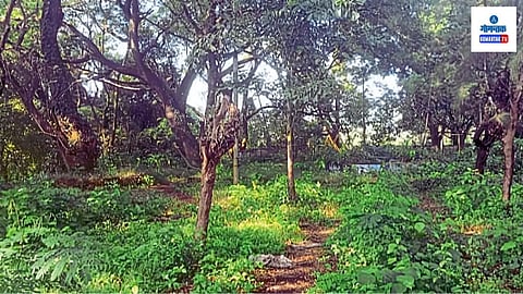 Bicholim Garden 