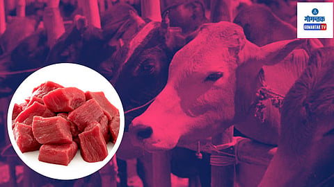 Goa Police Seize  400 Kg of Illegal Beef