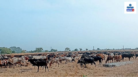 Goa Cattle Subsidy Scheme