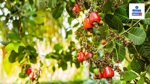 Cashew Cultivation