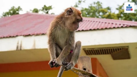 Sattari Wildlife