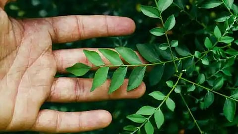 Curry Leaves Health Benefits: वाढलेले वजन होईल कमी, साखर राहिल नियंत्रणात; 'या' झाडाची पाने ठरतील खूपच फायदेशीर
