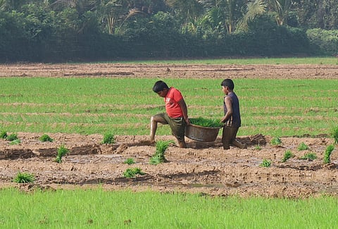 Vainguinim Farming: गोव्यात बळीराजाची  लगबग! पहा वायंगणी शेतीचे 'हिरवेगार' Photos