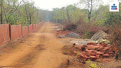 Korgao Tree Cutting 