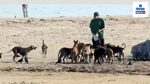 Stray Dog Beach Attack 